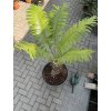 Cycas circinalis 140 cm