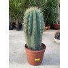 Trichocereus pasacana 50 cm.