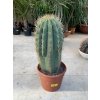 Trichocereus pasacana 50 cm.