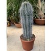 Pachycereus pringlei 55 cm