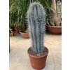 Pachycereus pringlei 65 cm