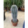 Pachycereus pringlei 100 cm