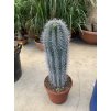 Pachycereus pringlei 65 cm