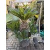 CYCAS REVOLUTA 130 - 140 cm