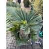 CYCAS REVOLUTA 130 - 140 cm