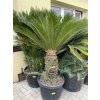 CYCAS REVOLUTA 150 cm