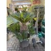 CYCAS REVOLUTA 130 - 140 cm
