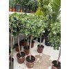 FICUS Panda 120 cm