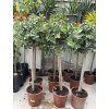 FICUS Panda 120 cm