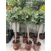 FICUS Panda 150 cm