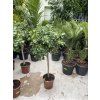 FICUS Panda 120 cm