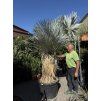 YUCCA ROSTRATA 200 cm