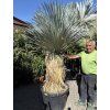 YUCCA ROSTRATA 200 cm