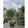 YUCCA ROSTRATA -20°C, 160 cm