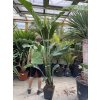 STRELITZIA Nicolai, PŮVOD ŠPANĚLSKO 190 CM