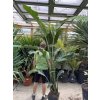 STRELITZIA Nicolai, PŮVOD ŠPANĚLSKO 190 CM