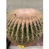 Echinocactus Grusonii 30 cm