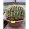Echinocactus Grusonii 30 cm