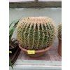 Echinocactus Grusonii 30 cm