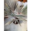 Bismarckia nobilis, 50 cm