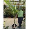 Archontophoenix alexandrae, 160 cm