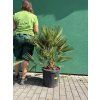 Chamaerops humilis, Žumara, 100 cm
