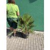 Chamaerops humilis, Žumara, 100 cm