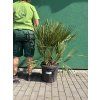 Chamaerops humilis, Žumara, 100 cm