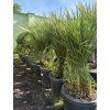 Chamaerops humilis, Žumara, 100 cm