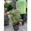 Chamaerops humilis vulcano, 100 cm