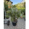 Chamaerops humilis vulcano, 100 cm