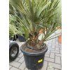 Chamaerops humilis vulcano, 100 cm