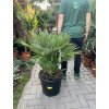 Chamaerops humilis vulcano, 100 cm