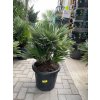 Chamaerops humilis vulcano, 100 cm