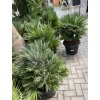 Chamaerops humilis vulcano, 100 cm