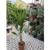 Trachycarpus fortunei, výška 150 cm, kmen 20 cm