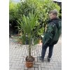 Trachycarpus fortunei, výška 130 cm, kmen 20 cm