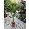 Trachycarpus fortunei, výška 130 cm, kmen 25 cm