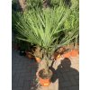 Trachycarpus fortunei, výška 130 cm, kmen 25 cm