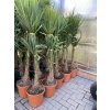 Trachycarpus fortunei, Konopná palma, 90 cm. Kmen 12 cm +