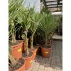 Trachycarpus fortunei, výška 130 cm, kmen 25 cm