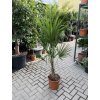 Trachycarpus fortunei, výška 130 cm, kmen 25 cm