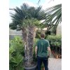 Trachycarpus wagnerianus, výška 250 cm, kmen 140 cm