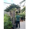 Trachycarpus wagnerianus, výška 250 cm, kmen 140 cm