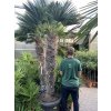 Trachycarpus wagnerianus, výška 250 cm, kmen 140 cm