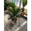 Cycas revoluta 60 cm
