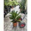 Cycas revoluta 60 cm