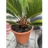 Cycas revoluta 60 cm