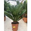 Cycas revoluta 60 cm
