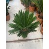 Cycas revoluta 60 cm